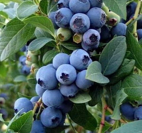 Garden-Center-Images/blueberries-2022-3.jpg